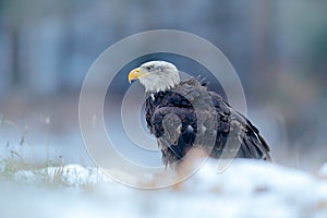 Bald Eagle, Haliaeetus leucocephalus, portrait of brown bird of prey with white head, yellow bill. Winter scene with snow
