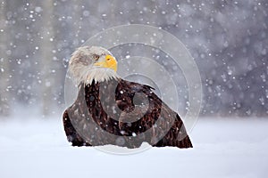 Bald Eagle, Haliaeetus leucocephalus, portrait of brown bird of prey with white head, yellow bill. Winter scene with snow, Alaska