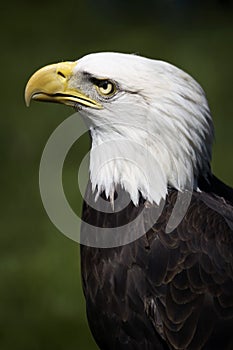 Bald Eagle (Haliaeetus leucocephalus) Profile