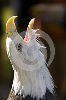 Bald Eagle (Haliaeetus leucocephalus) Scream