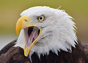 Bald Eagle Haliaeetus leucocephalus screeching