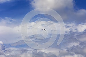 A bald eagle or Haliaeetus leucocephalus soars through a blue sky