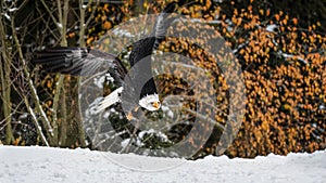 A Bald Eagle ( Haliaeetus leucocephalus ) Taking Off