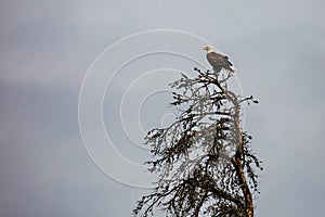 Bald eagle (Haliaeetus leuocephalus) perched in a dead jack pine tree with copy space