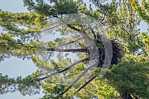 Bald eagle (Haliaeetus leuocephalus) two young eaglets returning to the nest