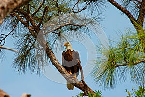 Bald Eagle -Halialeetus Leucocephalus