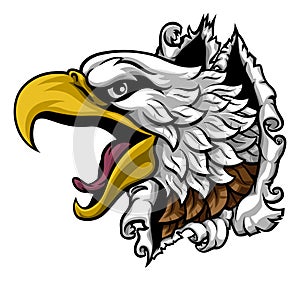 Eagle Hawk Face Head Ripping Through Background