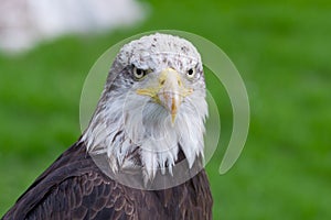 Bald eagle head
