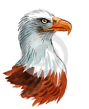 Bald eagle head