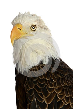 Bald Eagle Head