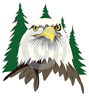 bald eagle head bird vector illustration transparent background