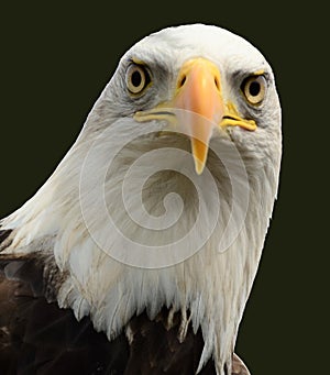 Bald eagle head on black background