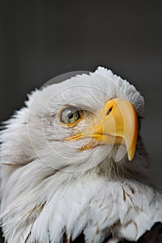 Bald Eagle Head close up