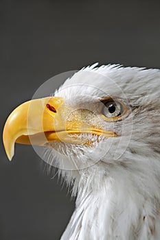 Bald Eagle Head close up