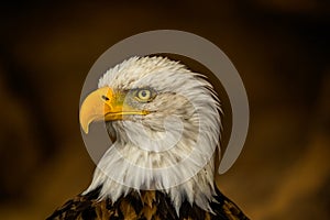 Bald eagle, head close up, beautiful yellow beak, proud look