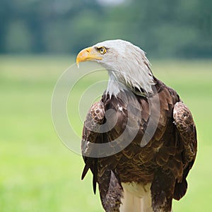 Bald eagle head