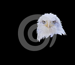 Bald eagle head front portrait