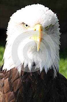 Bald Eagle Head