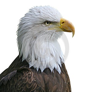 Bald Eagle head isolate