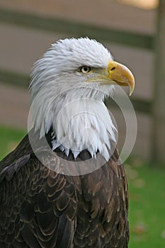 Bald Eagle head portrait