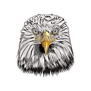 Bald eagle head portrait from a splash of watercolor, colored drawing, realistic