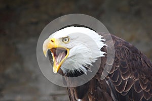 Bald eagle