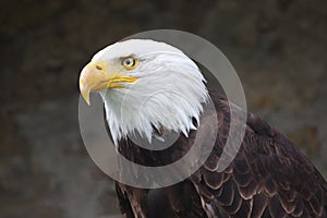 Bald eagle