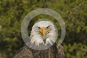 Bald eagle head shot