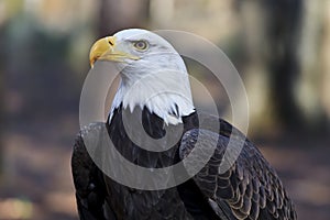 Bald Eagle Head Shot photo
