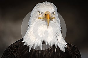 Bald Eagle Headshot, Kenai Peninsula, Alaska