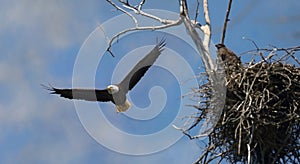 Bald eagle and her baby during summer