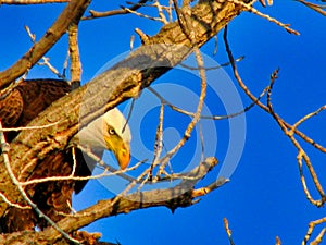 Bald Eagle Hiding Behind a Branch