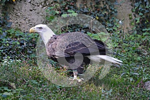 Bald Eagle with his Feathers Ruffled