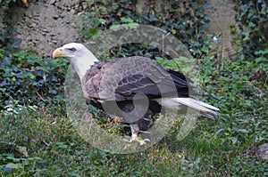Bald Eagle with his Feathers Ruffled