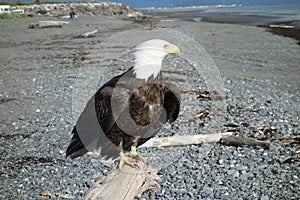 A bald eagle at homer beach.