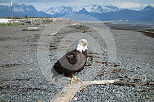 A bald eagle at homer beach.