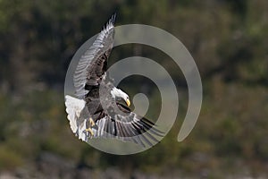 Bald Eagle Hunting