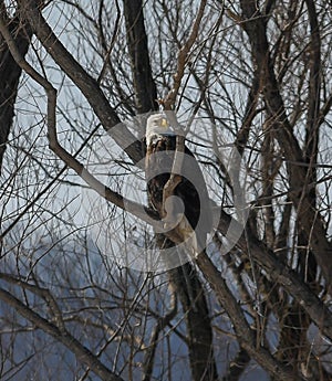 Bald eagle hunting for survival in the wilderness