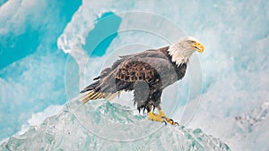 Bald Eagle on an Iceberg