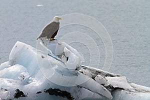 Bald Eagle on iceberg