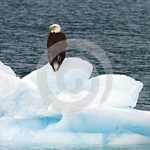 Bald Eagle on iceberg