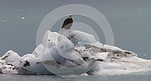 Bald Eagle on iceberg