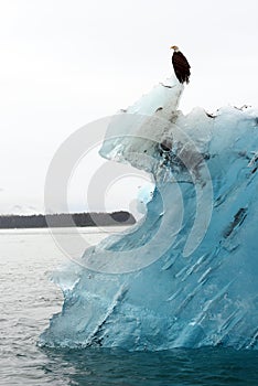 Bald eagle on iceberg