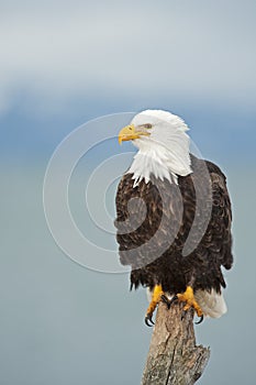 Bald Eagle image perched vertical