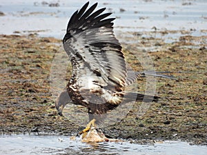 Bald Eagle immature juvenile landing on marsh mud flats fish carcass photo