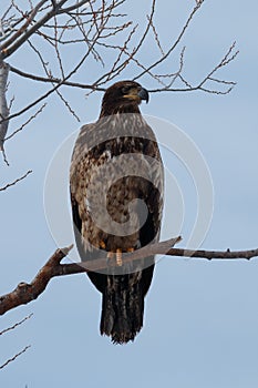 Bald eagle Immature sitting on a branch