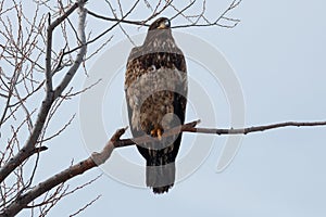 Bald eagle Immature sitting on a branch