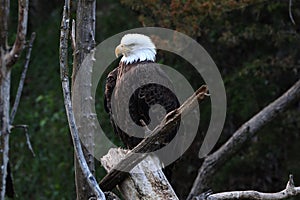 Bald eagles are large birds of prey native to North America. photo