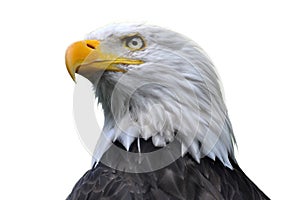 Bald eagle isolated