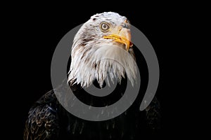 Bald eagle isolated on black, Haliaeetus leucocephalus